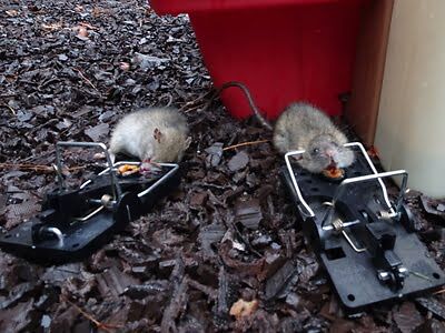 rodent trapping